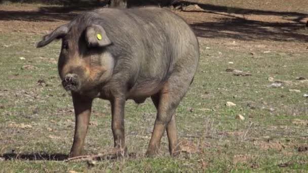 Extremadura Otlağındaki Meşe Ağaçları Arasında Otlayan Siyah Ber Domuzları Spanya — Stok video