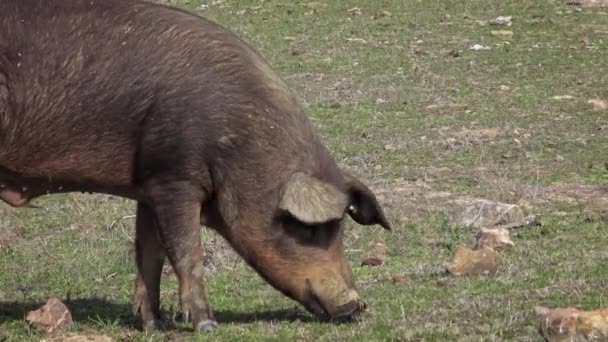 Black Iberian Pigs Grazing Oak Trees Grassland Extremadura Spain Dehesa — Stock Video