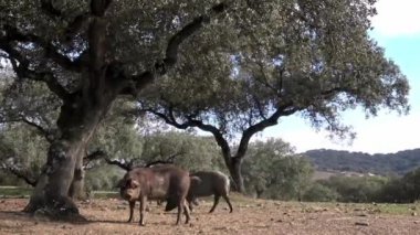 4K, Extremadura otlağındaki meşe ağaçları arasında otlayan Siyah İber domuzları. İspanya dehesa manzarası. İspanyol domuzları bir kış günü tarlada. Tarım Çiftliği Dan