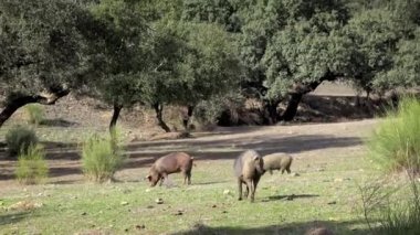 4K, Extremadura otlağındaki meşe ağaçları arasında otlayan Siyah İber domuzları. İspanya dehesa manzarası. İspanyol domuzları bir kış günü tarlada. Tarım Çiftliği Dan