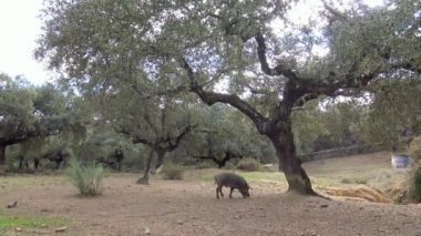 4K, Extremadura otlağındaki meşe ağaçları arasında otlayan Siyah İber domuzları. İspanya dehesa manzarası. İspanyol domuzları bir kış günü tarlada. Tarım Çiftliği Dan