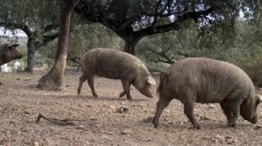 4K, Extremadura otlağındaki meşe ağaçları arasında otlayan Siyah İber domuzları. İspanya dehesa manzarası. İspanyol domuzları bir kış günü tarlada. Tarım Çiftliği Dan