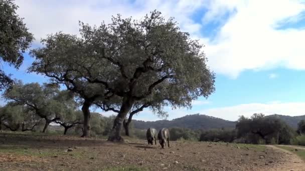 Черные Иберийские Свиньи Пасутся Среди Дубов Эстремадуре Испания Пейзаж Испанские — стоковое видео
