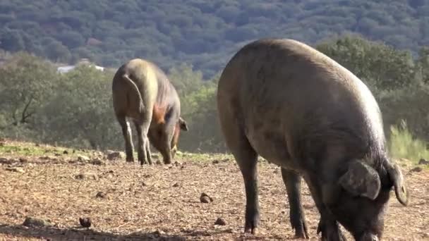 Porcos Ibéricos Negros Pastando Através Dos Carvalhos Pastagens Extremadura Espanha — Vídeo de Stock