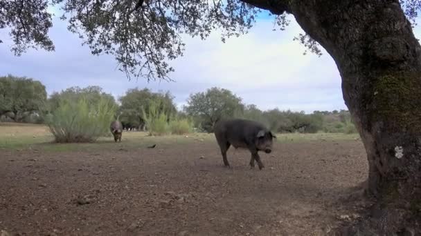 Porcos Ibéricos Negros Pastando Através Dos Carvalhos Pastagens Extremadura Espanha — Vídeo de Stock