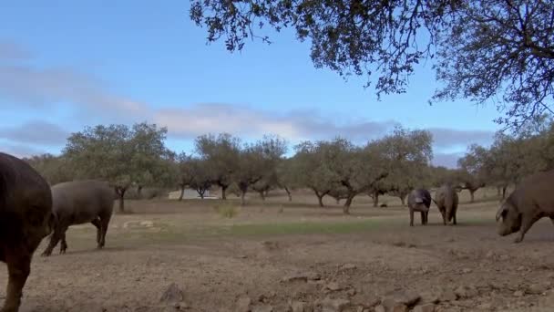 Schwarze Iberische Schweine Die Durch Die Eichen Auf Der Weide — Stockvideo