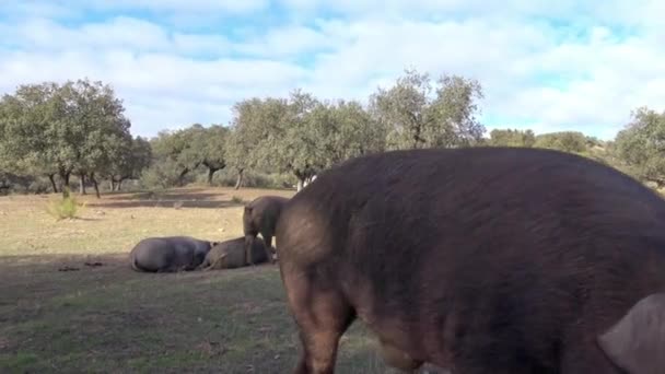 Cerdos Negros Ibéricos Pastando Entre Los Robles Los Pastizales Extremadura — Vídeo de stock