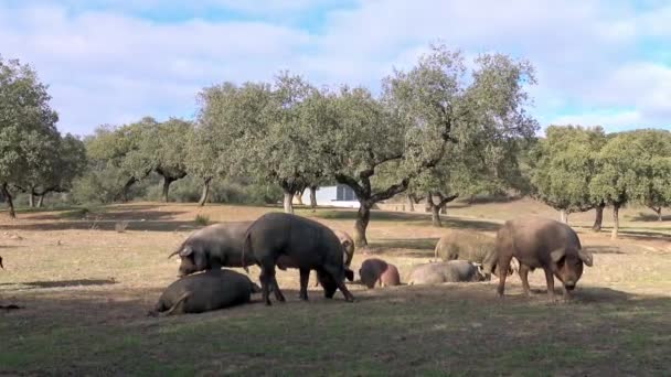 Porcos Ibéricos Negros Pastando Através Dos Carvalhos Pastagens Extremadura Espanha — Vídeo de Stock