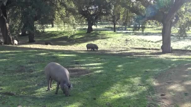 Black Iberian Pigs Pass Oak Trees Dehesa Extremadura Spain Spanish — Stock Video