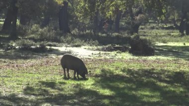 İspanya, Extremadura Dehesa 'daki meşe ağaçlarından geçecek 4K Siyah İber Domuzları. İspanyol Domuzlar Meyve Yeme Kışın iyi bir gün ve Güneş ışınları tarlada.