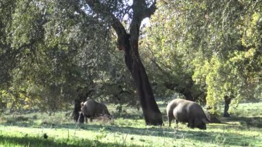 İspanya, Extremadura Dehesa 'daki meşe ağaçlarından geçecek 4K Siyah İber Domuzları. İspanyol Domuzlar Meyve Yeme Kışın iyi bir gün ve Güneş ışınları tarlada.
