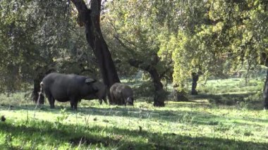 İspanya, Extremadura Dehesa 'daki meşe ağaçlarından geçecek 4K Siyah İber Domuzları. İspanyol Domuzlar Meyve Yeme Kışın iyi bir gün ve Güneş ışınları tarlada.