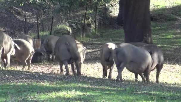 スペインのエストレマドゥーラのデシェサでオークの木を通過する4 Kブラックイベリア豚 スペインのホッグが食べる畑の中で太陽の光で冬の良い日にエイコーン — ストック動画