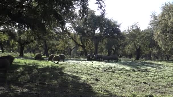 Black Iberian Pigs Pass Oak Trees Dehesa Extremadura Ισπανία Spanish — Αρχείο Βίντεο