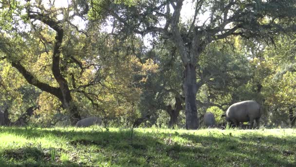 Black Iberian Pigs Pass Oak Trees Dehesa Extremadura Spain Španělské — Stock video