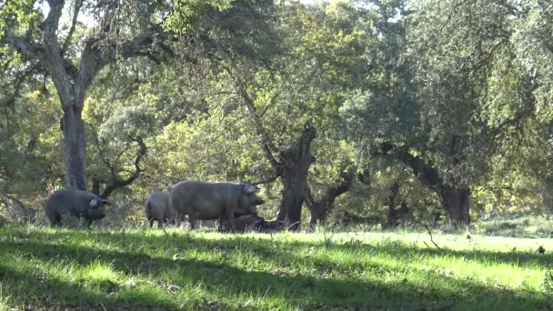 Black Iberian Pigs Pass Oak Trees Dehesa Extremadura Spain Španělské — Stock video