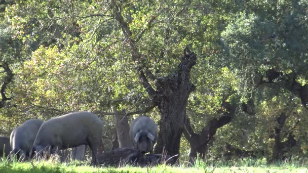 4K只伊比利亚黑人猪穿过西班牙埃斯特雷马杜拉岛的橡树树 西班牙的霍格一家在田里吃橡果 是个冬天的好日子 — 图库视频影像