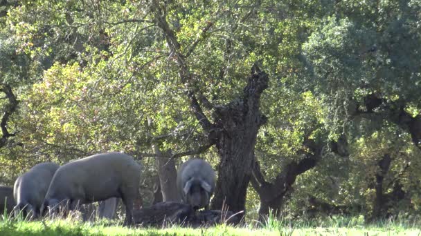 Cerdos Negros Ibéricos Pasarán Por Los Robles Dehesa Extremadura España — Vídeo de stock