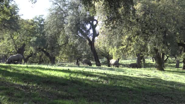 Porcos Ibéricos Negros Para Passar Por Carvalhos Dehesa Estremadura Espanha — Vídeo de Stock