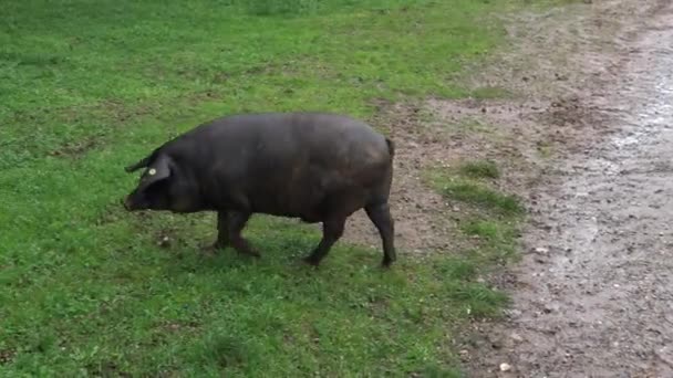 Zwarte Iberische Varkens Passeren Door Eiken Bomen Dehesa Van Extremadura — Stockvideo