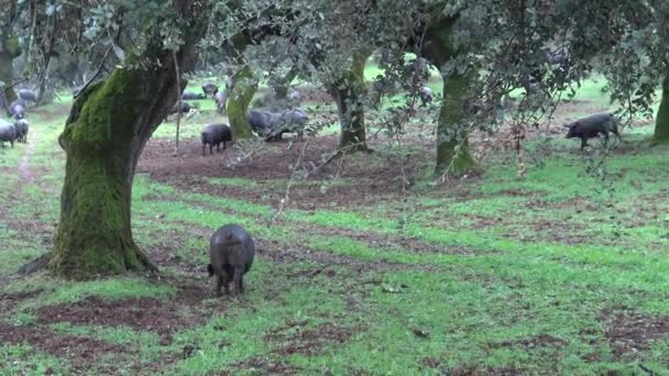 Schwarze Iberische Schweine Durch Die Eichen Der Dehesa Von Extremadura — Stockvideo