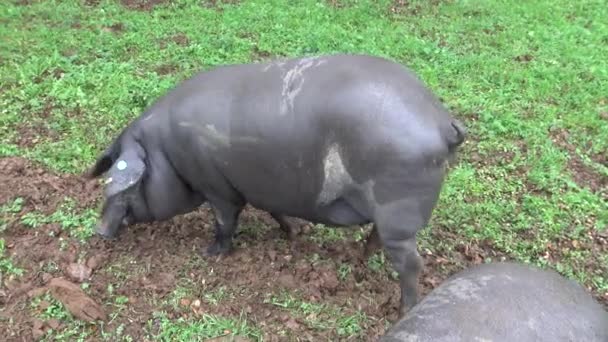 Des cochons ibériques noirs 4K traversent les chênes de la Dehesa d'Estrémadure, en Espagne. Les Porcs espagnols mangent du maïs une journée pluvieuse d'hiver sur le terrain.-Dan 