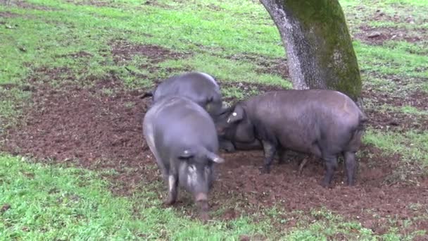 Fekete Ibériai Disznó Beteg Keresztül Tölgyfák Dehesa Extremadura Spanyolország Spanyol — Stock videók