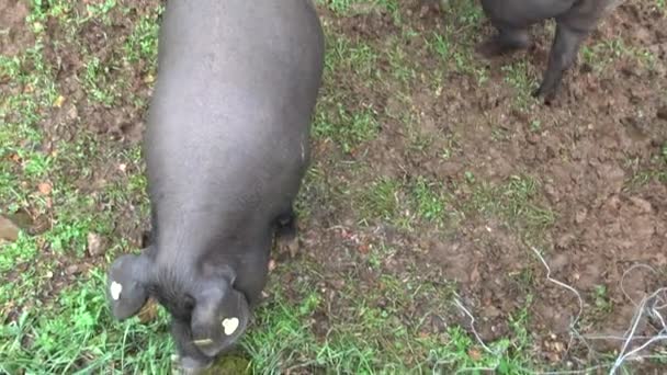 Black Iberian Pig Sjuk Oak Trees Dehesa Extremadura Spanien Spanish — Stockvideo