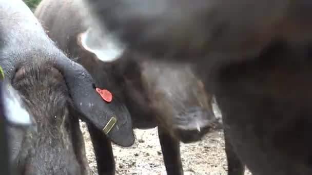 Zwarte Iberische Varkens Passeren Door Eiken Bomen Dehesa Van Extremadura — Stockvideo