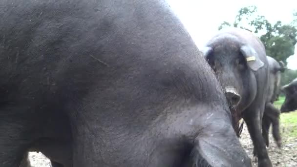 Des cochons ibériques noirs 4K traversent les chênes de la Dehesa d'Estrémadure, en Espagne. Les Porcs espagnols mangent du maïs une journée pluvieuse d'hiver sur le terrain.-Dan 