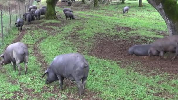 4K只伊比利亚黑人猪穿过西班牙埃斯特雷马杜拉岛的橡树树 西班牙霍金斯在冬天的雨天在田里吃橡果 — 图库视频影像