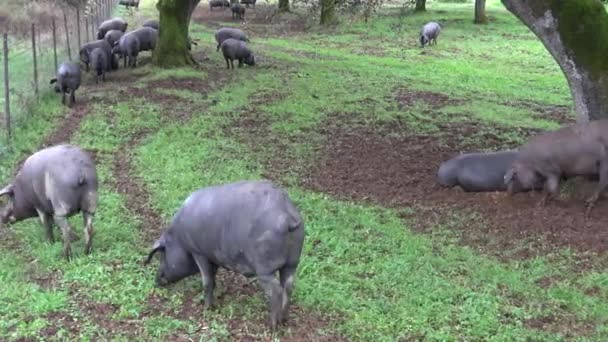 Des cochons ibériques noirs 4K traversent les chênes de la Dehesa d'Estrémadure, en Espagne. Les Porcs espagnols mangent du maïs une journée pluvieuse d'hiver sur le terrain.-Dan 