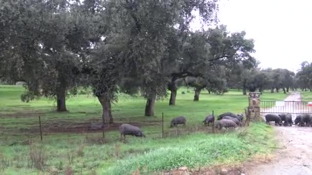 4K只伊比利亚黑人猪穿过西班牙埃斯特雷马杜拉岛的橡树树 西班牙霍金斯在冬天的雨天在田里吃橡果 — 图库视频影像