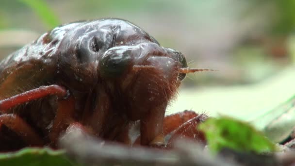 Gros Plan Cigale Dans Sol Cicadettinae Dans Parc Summer Dan — Video