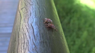 4K a Tessaratoma papillosa Taipei şehrindeki parkın üzerinde yürüyor. Tessaratomid 'lerin büyük pis kokulu böcekleri iğrenç kokulu salgıları tükürme yeteneğine sahiptir.