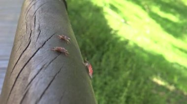 4K a Tessaratoma papillosa Taipei şehrindeki parkın üzerinde yürüyor. Tessaratomid 'lerin büyük pis kokulu böcekleri iğrenç kokulu salgıları tükürme yeteneğine sahiptir.