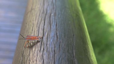 4K a Tessaratoma papillosa Taipei şehrindeki parkın üzerinde yürüyor. Tessaratomid 'lerin büyük pis kokulu böcekleri iğrenç kokulu salgıları tükürme yeteneğine sahiptir.