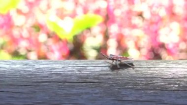 4K a Tessaratoma papillosa Taipei şehrindeki parkın üzerinde yürüyor. Tessaratomid 'lerin büyük pis kokulu böcekleri iğrenç kokulu salgıları tükürme yeteneğine sahiptir.