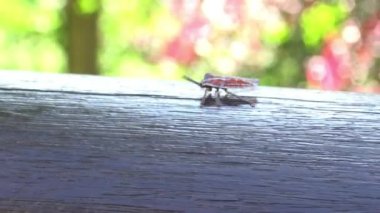 4K a Tessaratoma papillosa Taipei şehrindeki parkın üzerinde yürüyor. Tessaratomid 'lerin büyük pis kokulu böcekleri iğrenç kokulu salgıları tükürme yeteneğine sahiptir.