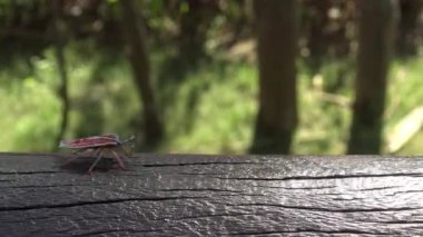 4K a Tessaratoma papillosa Taipei şehrindeki parkın üzerinde yürüyor. Tessaratomid 'lerin büyük pis kokulu böcekleri iğrenç kokulu salgıları tükürme yeteneğine sahiptir.