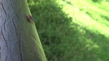 4K a Tessaratoma papillosa Taipei şehrindeki parkın üzerinde yürüyor. Tessaratomid 'lerin büyük pis kokulu böcekleri iğrenç kokulu salgıları tükürme yeteneğine sahiptir.