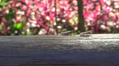 4K a Tessaratoma papillosa Taipei şehrindeki parkın üzerinde yürüyor. Tessaratomid 'lerin büyük pis kokulu böcekleri iğrenç kokulu salgıları tükürme yeteneğine sahiptir.