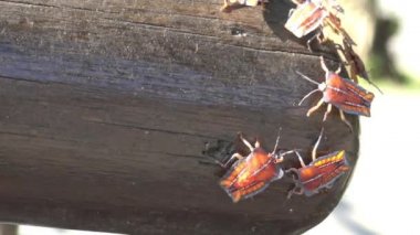 4K a Tessaratoma papillosa Taipei şehrindeki parkın üzerinde yürüyor. Tessaratomid 'lerin büyük pis kokulu böcekleri iğrenç kokulu salgıları tükürme yeteneğine sahiptir.