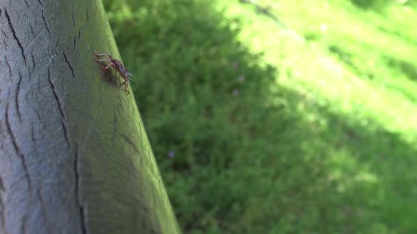 Eine Tessaratoma Papillosa Die Über Den Wald Park Der Stadt — Stockvideo
