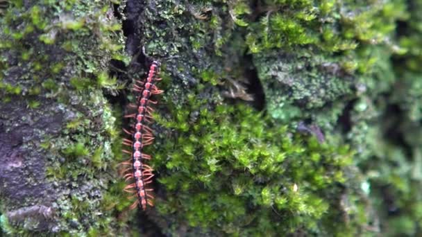 Movimiento Lento Milpiés Caminando Sobre Árbol Musgo Taiwán Macro Chamberlinius — Vídeo de stock