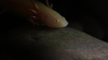axolote su filminde Macro 1920x1080-Dan ile birlikte yüzüyor.
