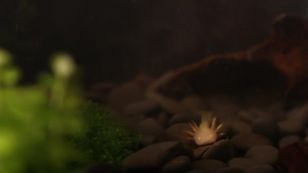 Axolote Suge Mâncarea Apa Râului Dan — Videoclip de stoc