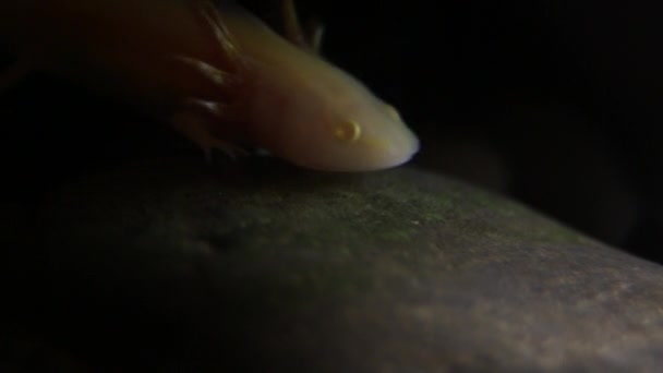 Axolote Swimming Water Film Macro 1920X1080 Dan — Stock Video