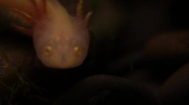 axolote, Macro 1920x1080-Dan ile birlikte su filminde yemek yiyordu.