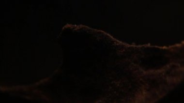 axolote su filminde Macro 1920x1080-Dan ile birlikte yüzüyor.